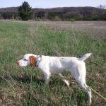 Hunting Brittany Spaniels For Sale