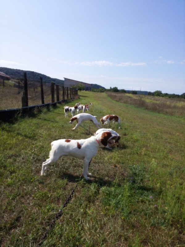 Brittany Puppies in a Field 