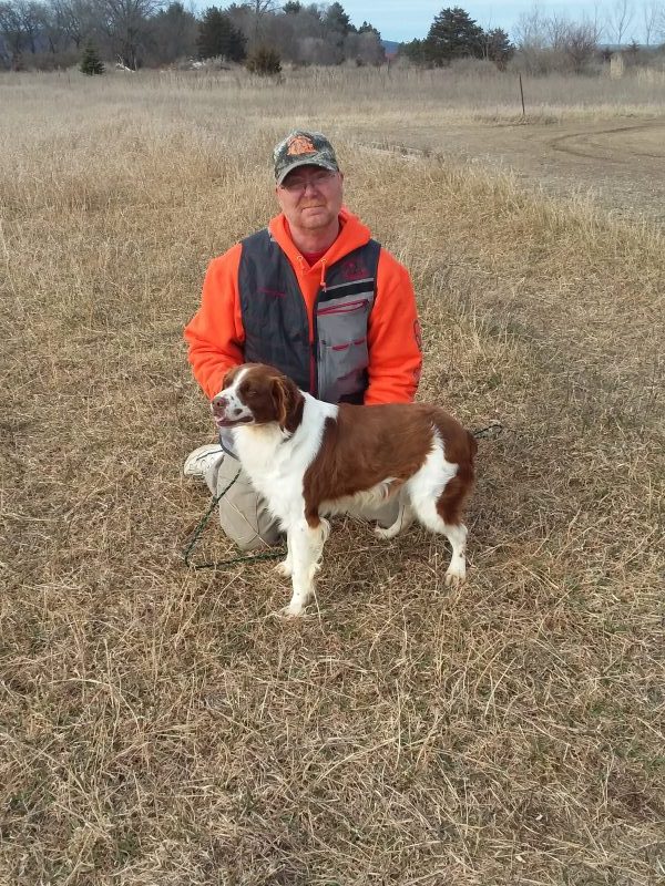 Brittany Spaniel Stud Dogs, Llewellins 