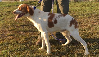 Brittany Spaniels For Sale