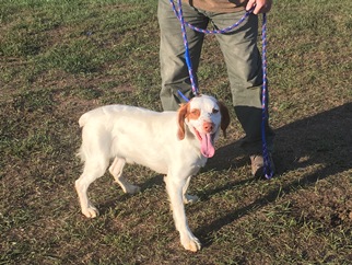 Started Hunting Brittany Spaniels For Sale